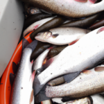 Fisk – Sådan får du den bedste søvn