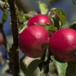 De 10 bedste æblesorter til danske haver
