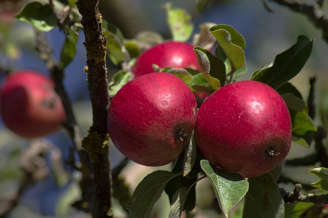 De 10 bedste æblesorter til danske haver